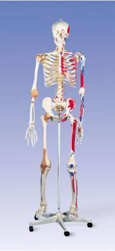 model szkieletu 01-022-10
