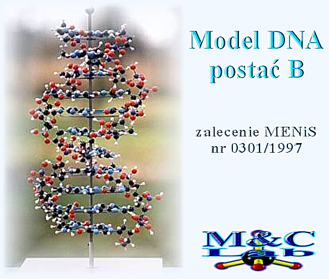 Model DNA
