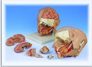 Modele anatomiczne człowieka - model głowy 6-częściowy