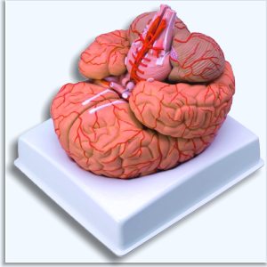 Model mózgu 9-elementowy
