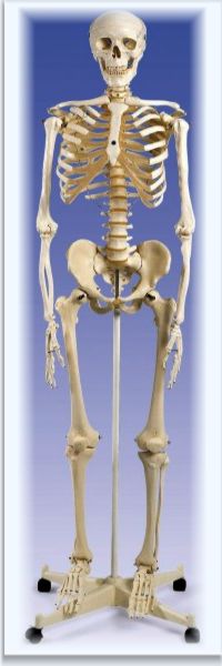 Szkielet człowieka, skala 1:1