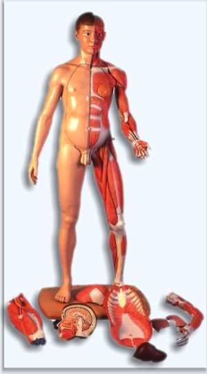 Anatomia człowieka - budowa człowieka, model dwupłciowy