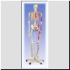 Szkielet człowieka z oznaczeniami zaczepów mięśni, nr kat. 01-022-001