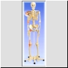 Szkielet człowieka z wiązadłami stawów, nr kat. 01-022-002
