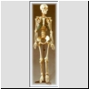 Szkielet człowieka, nr kat. 01-022-004
