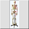 Szkielet człowieka z przyczepami mięśni, nr kat. 01-022-005