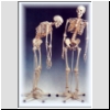 Szkielet człowieka z elastycznym kręgosłupem, na stojaku, nr kat. 01-022-008