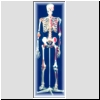 Szkielet człowieka z wiązadłami stawów i zaznaczonymi mięśniami, nr kat. 01-022-010