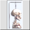 Szkielet człowieka standard, z ruchomym staojakiem na kółkach, nr kat. 01-022-013