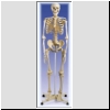 Szkielet człowieka, wersja standardowa na statywie, nr kat. 01-022