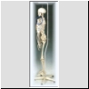 Szkielet człowieka fizjologiczny, nr kat. 01-022-039