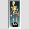 Miniaturowy szkielet, 48cm, nr kat. 01-022-099