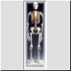 Mini szkielet człowieka z 3-częściową czaszką