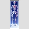 Mini szkielet człowieka z 3-częściową czaszką, zaznaczony układ mięśniowy